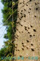 上安香菇教育農場:東埔、水里遊之三.上安香菇教育農場