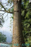 上安香菇教育農場:東埔、水里遊之三.上安香菇教育農場