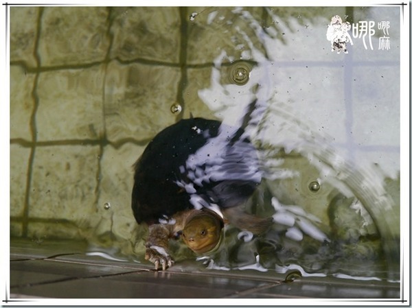 蘆竹大夫第：徽式古宅變身成喝咖啡聊是非的好地方~蘆竹大夫第