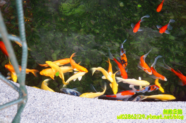 夢東籬(永華店):【台南-安平區】賞花x古蹟...我在賞花吃飯中...免費喝酸梅汁+沙拉+麻油麵線..打卡送薯條..《夢東籬(永華店)》