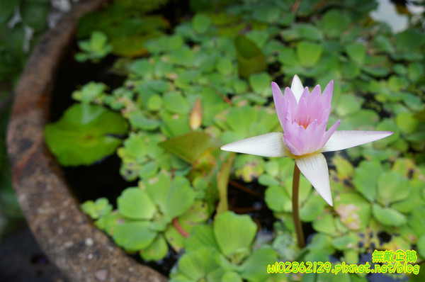 夢東籬(永華店):【台南-安平區】賞花x古蹟...我在賞花吃飯中...免費喝酸梅汁+沙拉+麻油麵線..打卡送薯條..《夢東籬(永華店)》
