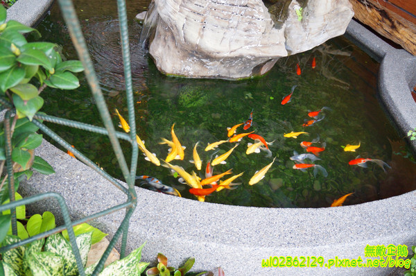 夢東籬(永華店):【台南-安平區】賞花x古蹟...我在賞花吃飯中...免費喝酸梅汁+沙拉+麻油麵線..打卡送薯條..《夢東籬(永華店)》