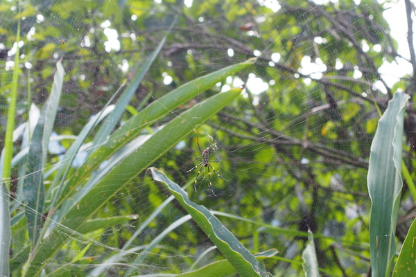 龍鳳瀑布空中步道：【南投】龍鳳瀑布空中步道