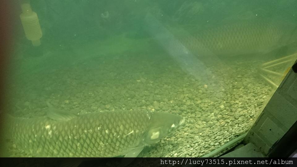 11836804_10153504461394334_3916723033839149681_n