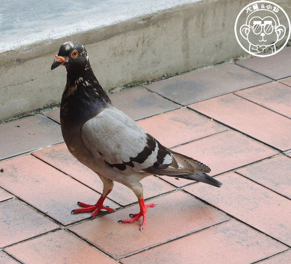 Icey you：呷飽祙【台北松山･Icey you】夏天就是要吃冰啊！不然要幹嘛？