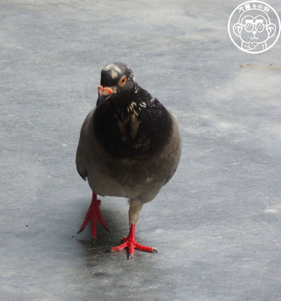 Icey you：呷飽祙【台北松山･Icey you】夏天就是要吃冰啊！不然要幹嘛？