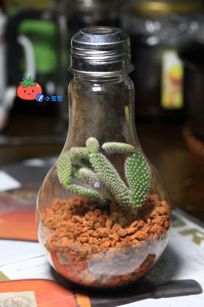 SHARETEA歇腳亭 燈泡奶茶