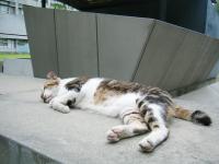 實踐大學(Shih Chien University)：大直國趴趴走7．實踐大學