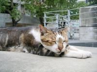 實踐大學(Shih Chien University)：大直國趴趴走7．實踐大學