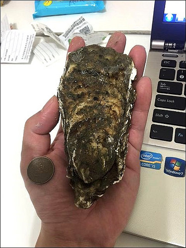 11750621_2023369624468999_3674529707301502762_n