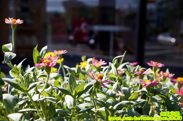 Felicità 費尼希卡義式冰淇淋:【台南-北區】夏天來吃冰!用鮮奶作成的義式冰淇淋..大推蘭姆葡萄.香蕉.義大利軟乳酪..《Felicità 費尼希卡義式冰淇淋》