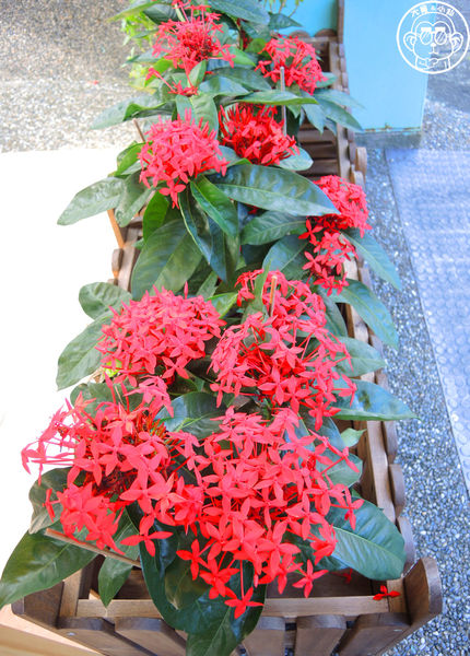 郁見幸福：呷飽祙【宜蘭･郁見幸福】可愛又好吃的限量蛋糕