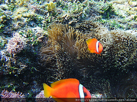 小丑魚 (6)