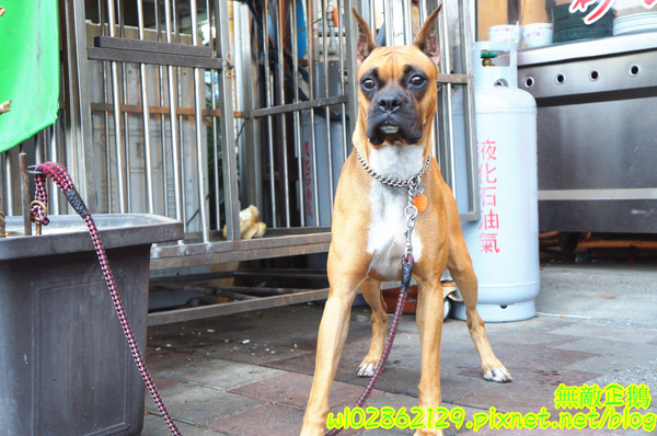 天才現宰牛肉爐(原:天才現宰牛肉鍋):【台南-永康區】隱藏版x現宰牛..食神撒尿牛肉丸=純牛肉無雜肉《天才現宰牛肉爐》