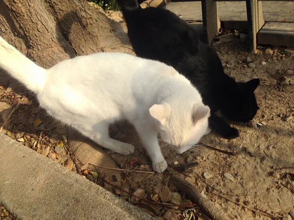 11846670_10155927548995273_642814924553099756_n