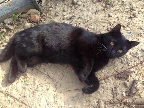 11870676_10155927548670273_9168330423078232523_n