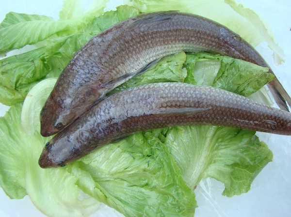 上牛村牛肉火鍋:【台南-中西區】現宰溫體牛x每天直送..意外撞見中天記者採訪~《上牛村牛肉火鍋》