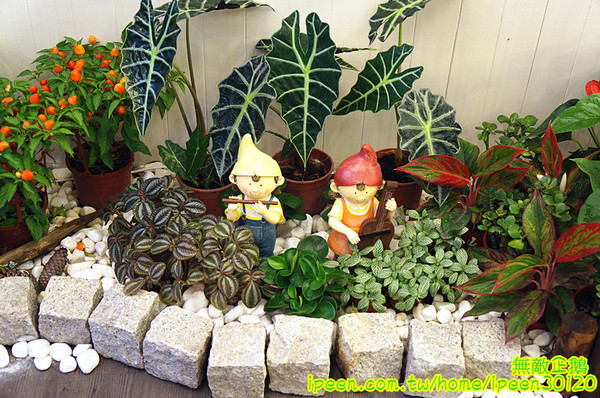 Sweet Tea 鮮奶舖 黑糖粉圓專賣店(崇德店):【台南-東區】手作黑糖粉圓+柳營鮮乳(純生乳)=青蛙撞奶...大推青蛙撞奶.青蛙總動員.檸檬愛玉.黑糖冰茶.黃金奶麥《Sweet Tea 鮮奶舖 黑糖粉圓專賣店》