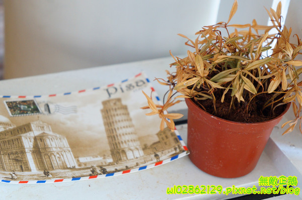 巷木shamu：【台南-安平區】巷子x掰掰啾啾...我在二樓無拘束用餐中..《巷木shamu》(內有抽獎)