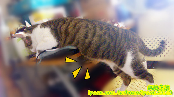 1004 Brunch 早午餐：【台南-中西區】天使x韓國歐巴..韓風早午餐~《1004 Brunch 早午餐》