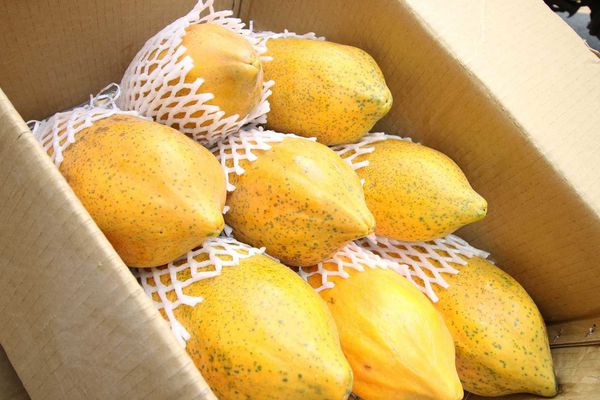 【蘆洲美食】YAMI飲料店-超便宜30元木瓜牛奶