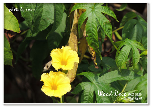 104.11.16 台南漳州木玫瑰體驗-橫式-5.jpg