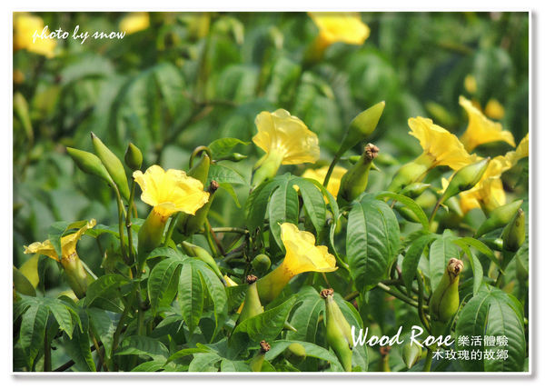 104.11.16 台南漳州木玫瑰體驗-橫式-8.jpg