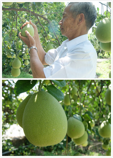 雲林十大伴手禮的世唯文旦Q餅