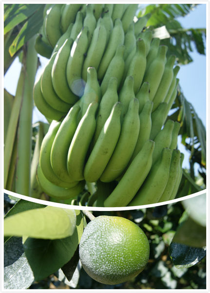 雲林十大伴手禮的世唯文旦Q餅