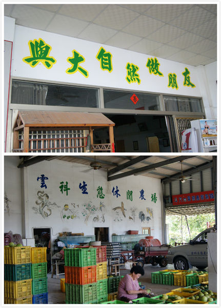 雲林十大伴手禮的世唯文旦Q餅