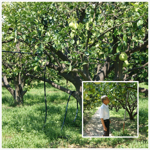 雲林十大伴手禮的世唯文旦Q餅