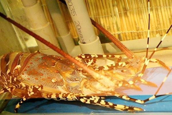 呂河日本料理:【羽諾食記】呂河日式料理♥台北市大安無菜單日本料理&懷石料理推薦