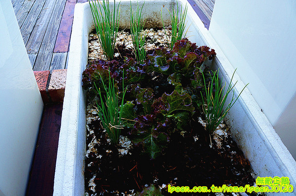 戀愛廣場 & 遊艇碼頭 & 碧海碼頭:【台南-安平區】可以看到對面的林默娘公園...走到底還有戀愛廣場喔!~《碧海碼頭》