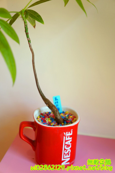 彩虹糖 輕食•義大利麵館：【台南-永康區】義大利麵x彩虹....大推焗烤奶油海鮮麵.巧克力布朗尼.草莓生乳酪塔...《彩虹糖 輕食•義大利麵館》