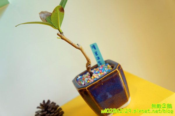 彩虹糖 輕食•義大利麵館：【台南-永康區】義大利麵x彩虹....大推焗烤奶油海鮮麵.巧克力布朗尼.草莓生乳酪塔...《彩虹糖 輕食•義大利麵館》