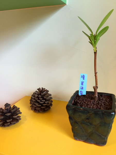 彩虹糖 輕食•義大利麵館：[台南]永康平價可愛小店 飯後甜點是亮點 彩虹糖 輕食•義大利麵館