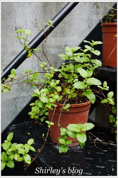古楝咖啡:捷運忠孝新生站‧古楝咖啡