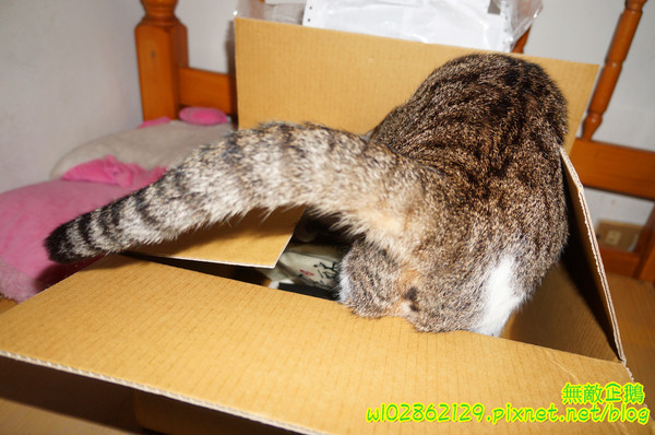 吳府其馬舖：【宅配】黃金x沙其瑪...酥脆good~《吳府其馬舖》