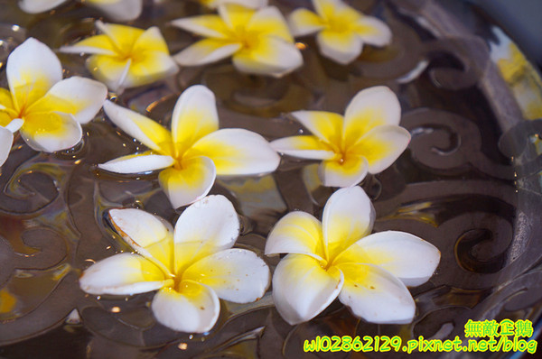 LeWAY 樂の本味(台南崇學店):【台南-東區】初鹿鮮奶x芋頭冰沙....來自台北的飲料店~《LeWAY 樂の本味》