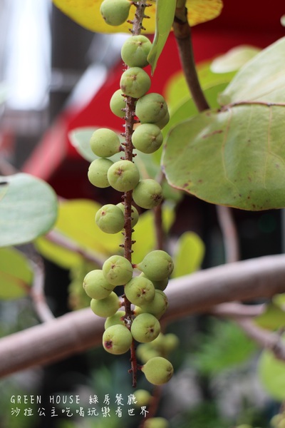 綠房餐廳 Green House:台北‧忠孝新生美食『綠房餐廳 Green House』正統拿坡里披薩認證