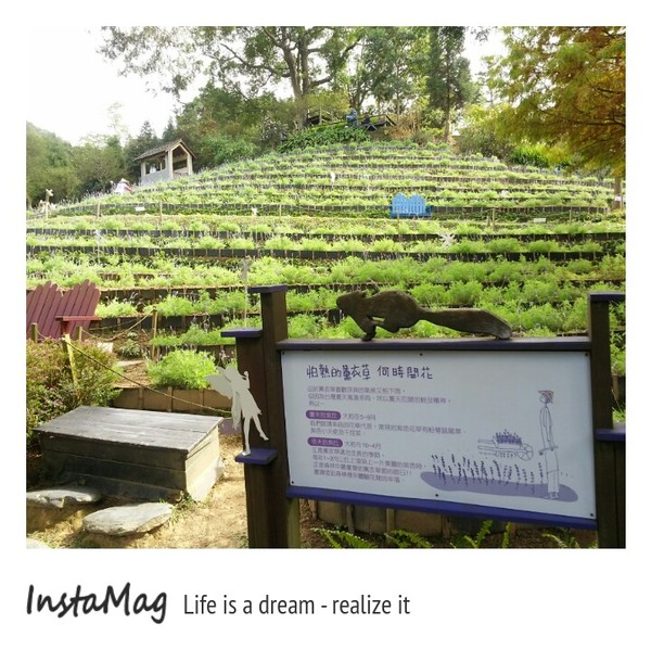 薰衣草森林(新社店)：【台中景點】來趟森林中的旋轉木馬及野宴吧~台中新社薰衣草森林