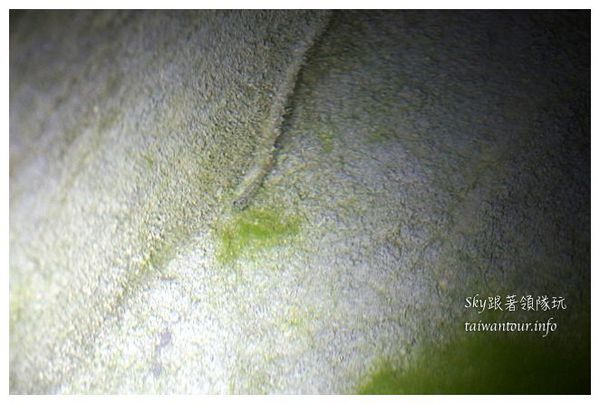 夏洛克Villa民宿：吉安鄉超美【夏洛克Villa民宿】