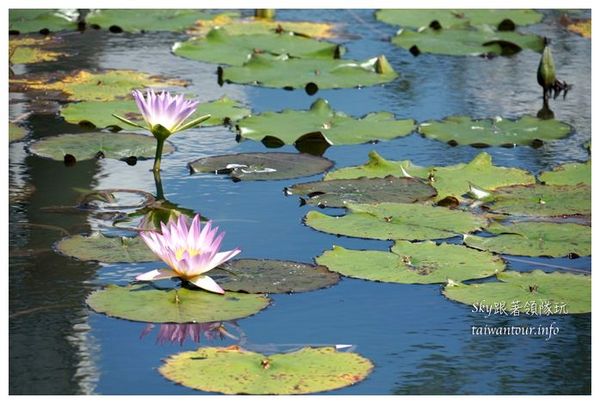 夏洛克Villa民宿：吉安鄉超美【夏洛克Villa民宿】