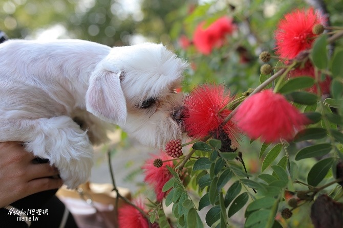 寵物友善餐廳│新竹東區美食│薪石窯~日式建築新竹十大伴手禮窯燒麵包及pizza製作體驗06