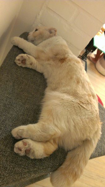 咕嚕貓咖啡_1263