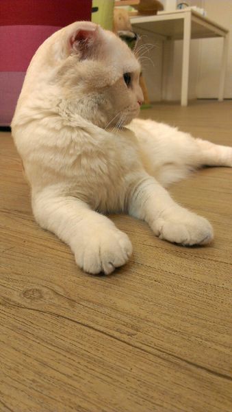 咕嚕貓咖啡_1422