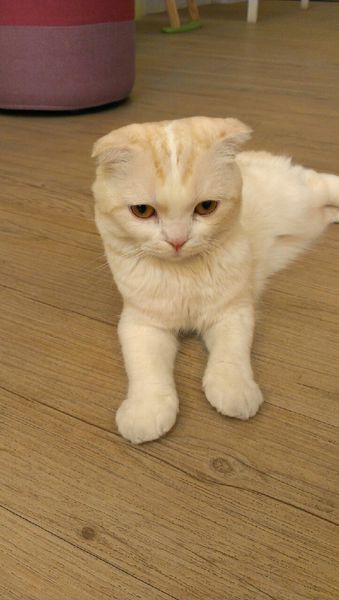 咕嚕貓咖啡_9719