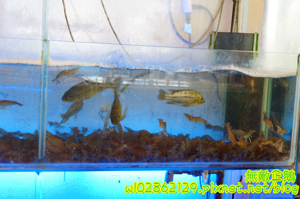 XM麻辣鍋(湖美旗艦店)：【台南-中西區】吃到飽x活跳跳海鮮...跟著無敵企鵝一起吃‧到‧爽~《XM麻辣鍋》