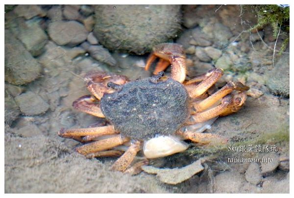 天秀山莊：古坑與山林共眠【古坑華山天秀山莊民宿】