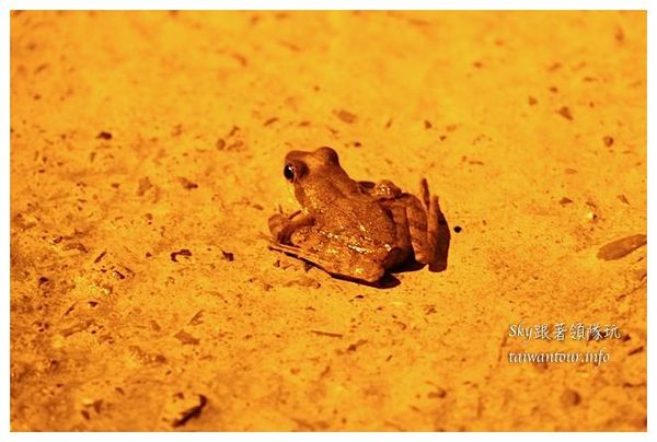 天秀山莊：古坑與山林共眠【古坑華山天秀山莊民宿】